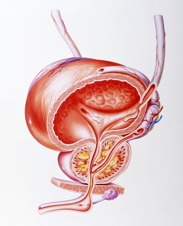 Prostalina kapsulek prostatarengan duten eragina