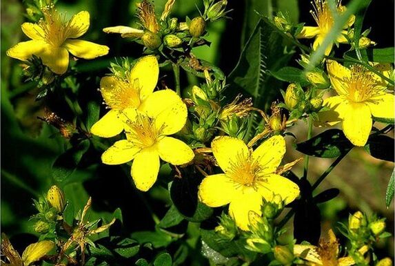 San Juan wort prostatitisari aurre egiten laguntzen duen sendabelarra da