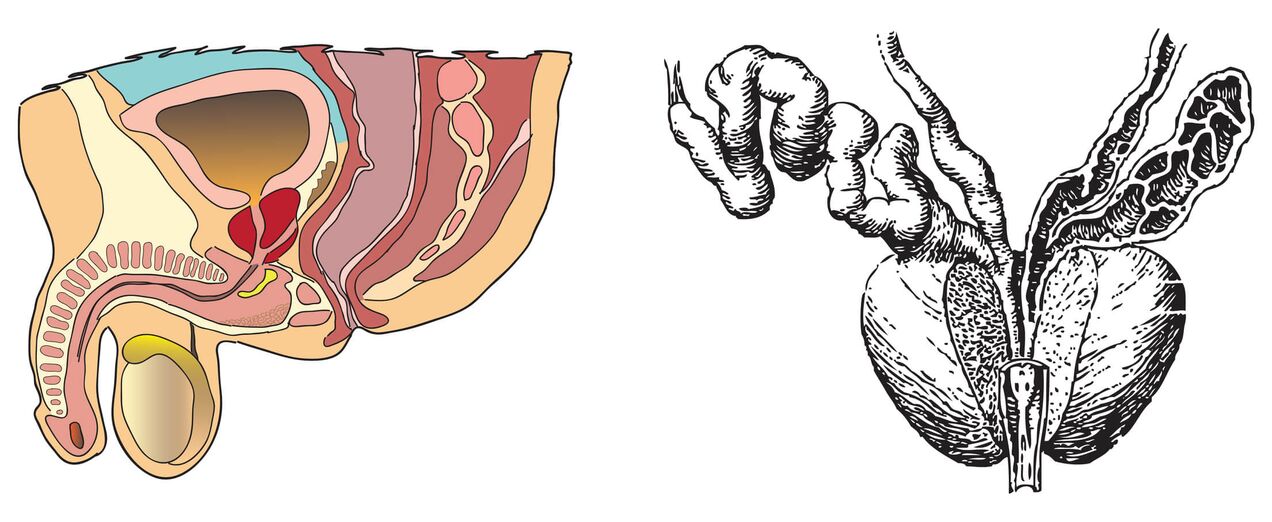 Prostatako anatomia